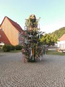 K640BG-852-Johannisbaum-24062023-1
