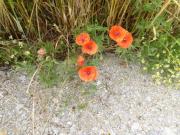 K640Git-223-Klatschmohn-am-Getreidefeld-08072021-3