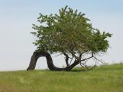 K640Stauffenbg-067-Kamelbaum-062021