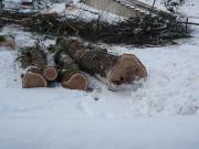 K640BG-095-Schnee-ehem-Kurpark-m-gefallten-Baumen-13012025